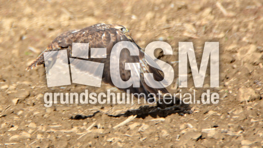 Mäusebussard_ (1).jpg